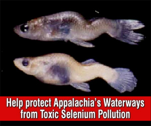 Protect Appalachia's Waterways from Toxic Selenium Pollution