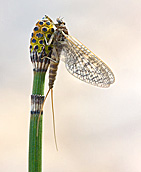 Mayfly, or Rhithrogena germanica subimago