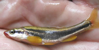 Blackside Dace