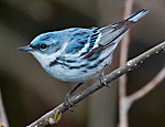 Cerulean Warbler