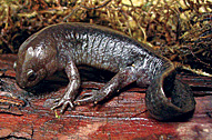 MacGowan Salamander