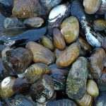 Flexing our mussels: The inland mussel species of Appalachia are unmatched around the world, with the Tennessee River basin alone containing more varieties than China and Europe combined. Photo courtesy of Aquatic Wildlife Conservation Center