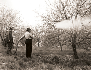 Workers spray lead arsenate at Bonhom Bros. Orchard in Chilhowie, Va., circa 1950. Though the pesticide faded from popular use in the 1940s, many growers continued to use lead  arsentate up until 1988, when it was banned. Traces from century-old applications still remain in the ground today. Photo courtesy of Norfolk and Western Historical Photograph Collection,  Norfolk Southern Archives, Norfolk, Va.