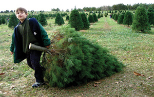 George Sorg hauls a Christmas tree at a farm near Gallatin, Tenn., that is no longer operating. Photo by CJ Sorg
