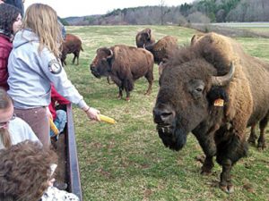 Appalachian farmers are developing new ways to connect people  to the farm, including tours that provide guests with opportunities to get up close to farm animals like bison. Photo by Jillian Randel