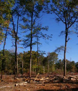Critics of woody biomass worry that poor practices create greenhouse gas pollution and eliminate forest habitat. Groups like the Forest Guild are trying to encourage practices such as sustainable harvesting of debris left from already-logged timber tracts, which involves leaving as much as 30 percent of the “residue” behind for wildlife habitat. But research has yet to determine how sustainable the idea will prove to be. Photo by Alex Finkral, courtesy the Forest Guild