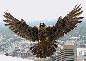 Peregrine falcons like nesting up high to survey their surroundings, preferably along cliff face sand mountain ridges, but they also take to bridges, radio towers and skyscrapers in cities like Columbus, Ohio, above. Photo courtesy of Ohio Department of Natural Resources