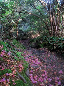 Rhododendron blossoms line a route near the intersection of the Art Loeb and Mountains-to-Sea Trails. Photo courtesy Matt Kirk