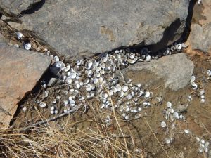 River life affected by the Dan River coal ash spill includes mollusks, pictured here, dead, as well as turtles and two endangered species. Photo by Brian Williams, courtesy Dan River Basin Association