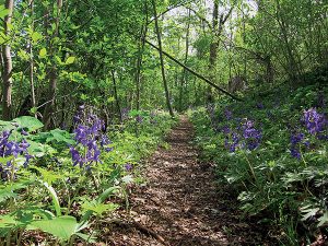 Newly arriving settlers to southwest Virginia during the 18th century used Cliff Trail, which during the spring is covered in Delphinium tricorne, a flowering plant commonly known as dwarf larkspur. Photo by Kimber Ray