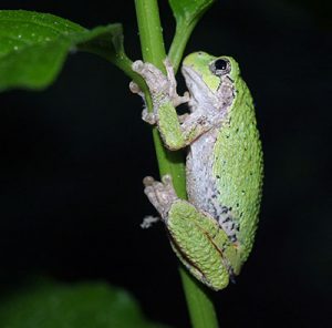 The Eastern gray treefrog looks physically similar to the Cope's treefrog. They can only be differtiated by their mating calls. Listen online at appvoices.org/thevoice
