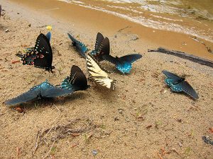 The yellow-winged Eastern Tiger Swallowtail and the orange-spotted Spicebrush Swallowtail are sipping nutrients from the mud in a process known as "puddling." Photo by Kimber Ray.