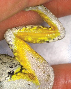 The Cope's treefrog and the Eastern gray treefrog both have yellow patches on the  underside of their hind legs.