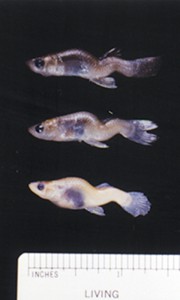 Selenium has caused grotesque deformities from s-curved spines and double-headed larvae to fish with both eyes on the same side of their heads. These fish (above) were caught at Belews Lake, N.C., which is adjacent to a Duke Energy coal-fired power plant. Photo  by Dr. Dennis Lemly