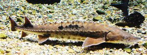 A lake sturgeon at the Toledo Zoo searches for food along the bottom of the aquarium. Photo by Flickr user Crow911. 