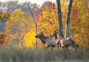 Place names such as Elk River and Elkhorn indicate the historical range of the Eastern elk. One day these places may once again live up to their namesake. Photo by John Brunjes. 