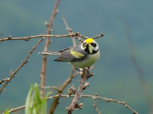 A golden-winged warbler eats a caterpillar. Photo by Ed Burress Cerulean warbler. Photo courtesy of Mdf, Wikimedia Creative Commons