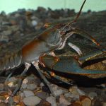 The Big Sandy crayfish, which is currently considered endangered by Virginia officials, may also be listed as federally endangered. Photo by Zachary Loughman, West Liberty University