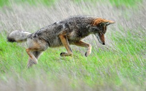 A coyote hunting in the Tennessee Valley. Photo by Matt Knoth