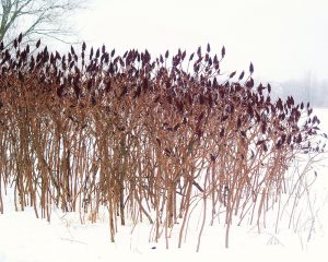 Tangles of sumac, above, color the winter landscape with a splash of red. Photo by Chumlee10. 