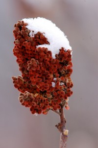 Staghorn sumac is identifiable by the bristly hairs covering its drupes and branches. Photo by Gregorio Perez