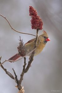 "Christmas Day Cardinal," Over 300 types of songbird, including this female Cardinal, depend on sumac drupes for winter forage. Photo by Trevor Jones; http://birdnerdsphoto.blogspot.ca/