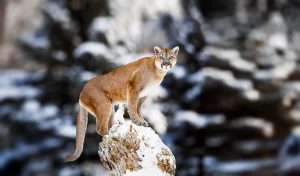 North American Cougar:  Photo by Baranov E / Shutterstock