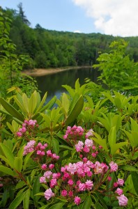 A view of Birchfield Camp Lake in June. Photo by Marty Silver, Tennessee State Parks
