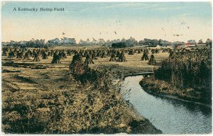 TA postcard of hemp fields at the turn of the 20th century.