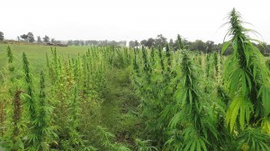 The first legal Kentucky hemp crop was grown at a University of Kentucky research farm in August 2014.  Photo courtesy Chase Milner