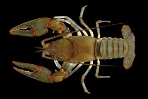 The Big Sandy crayfish is one of two Appalachian crayfish now protected under the Endangered Species Act. Photo by Guenter Schuster
