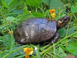 The tiny bog turtle lives in marshes and bogs across the eastern United States. Both the northern and southern populations are threatened with extinction. Photo courtesy of the U.S. Fish and Wildlife Service
