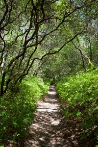 As you begin the loop clockwise, the path passes through tunnels of mountain laurel and rhododendron. Photo by Andrew G. Payne