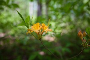 The flame azalea is just one of the many beautiful native plants you’ll encounter on this hike. Photo by Andrew G. Payne