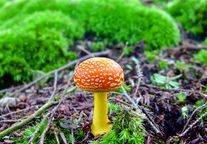 Foraging for mushrooms can be dangerous since many varieties are poisonous. So, be sure to learn from an expert before collecting mushrooms yourself. Photo by James M. Davidson