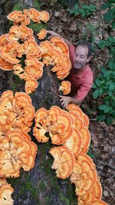 Alan Muskat admires a cluster of Laetiporus sulphureus, mango-colored mushrooms also known as chicken of the woods. Muskat has turned his love of foraging into a small business in Asheville, N.C.  Photo courtesy of No Taste Like Home
