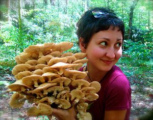 Honey mushrooms form as parasites on hardwood trees. Their underground mycelia can be long-lived and immense. Photo courtesy of No Taste Like Home