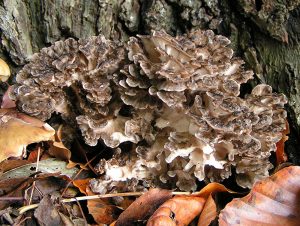 Maiitake: an edible mushroom with medicinal properties. Found on roots of dying/dead oaks in late summer to late fall. Photo by Pethan via Dutch Wikipedia