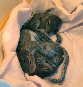 Animal rehabilitators care for a diverse range of animals, including these three infant squirrels. Photo courtesy of Kentucky Wildlife Center, Inc. 