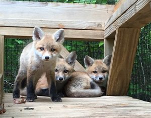 These red fox kits will remain at the rehabilitation center until they are five to six months old and can be released into the wild. Photo courtesy of Rockfish Wildlife Sanctuary