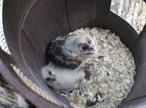 After their nest was destroyed, Carlton Burke built these baby barn owls a makeshift home out of a plastic garbage can. The parent birds soon returned to care for their owlets. Photo by Carlton S. Burke, Carolina Mountain Naturalists