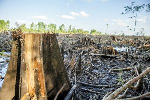 A cypress grove is reduced to stumps near the Enviva wood pellet factory in Ahoskie, N.C. Photo courtesy of Dogwood Alliance