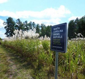 Giant miscanthus was one of the biofuel feedstocks tested by the Biofuels Center of North Carolina before its funding was eliminated. Photo courtesy of the Biofuels Center of North Carolina