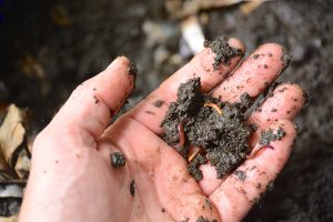 Of more than 4,000 species of worms, only a few are good for composting. Photo by Jimmy Davidson