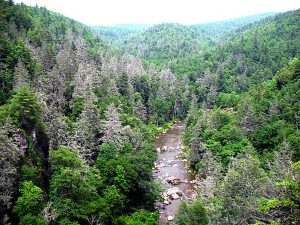 The aphid-like woolly adelgid is devastating hemlock populations in the southern Appalachians, leaving behind gray ghosts like these in the Pisgah National Forest in North Carolina. Photo by Steve Norman, courtesy of U.S. Forest Service