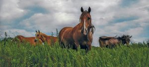 herd of horses in a grassy field