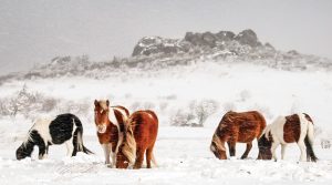 herd of ponies in the snow