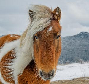 headshot of pony with blonde mane