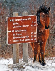 trail sign with pony