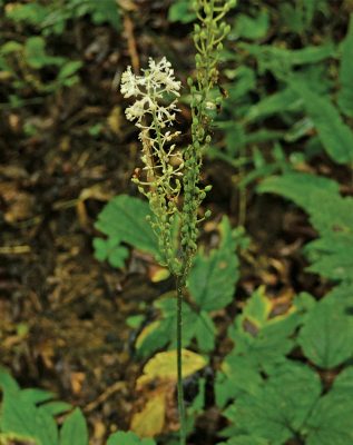 Other plants are commonly misidentified as black cohosh, left. There are 23 temperate species in black cohosh’s genus, Actaea. Photo by Eliza Laubach 